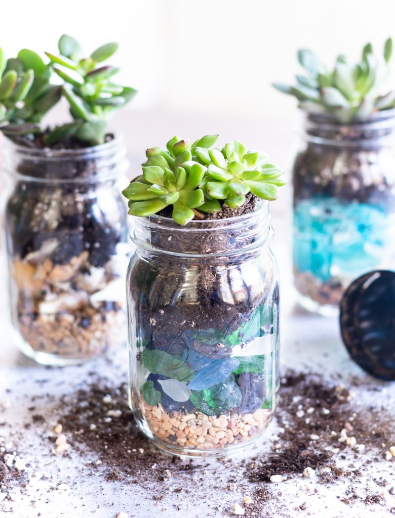 A photo of summer succulent mason jar planters.